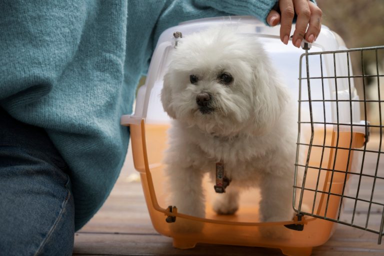 Cómo el diseño de transportines de uso mixto revoluciona el traslado seguro de mascotas